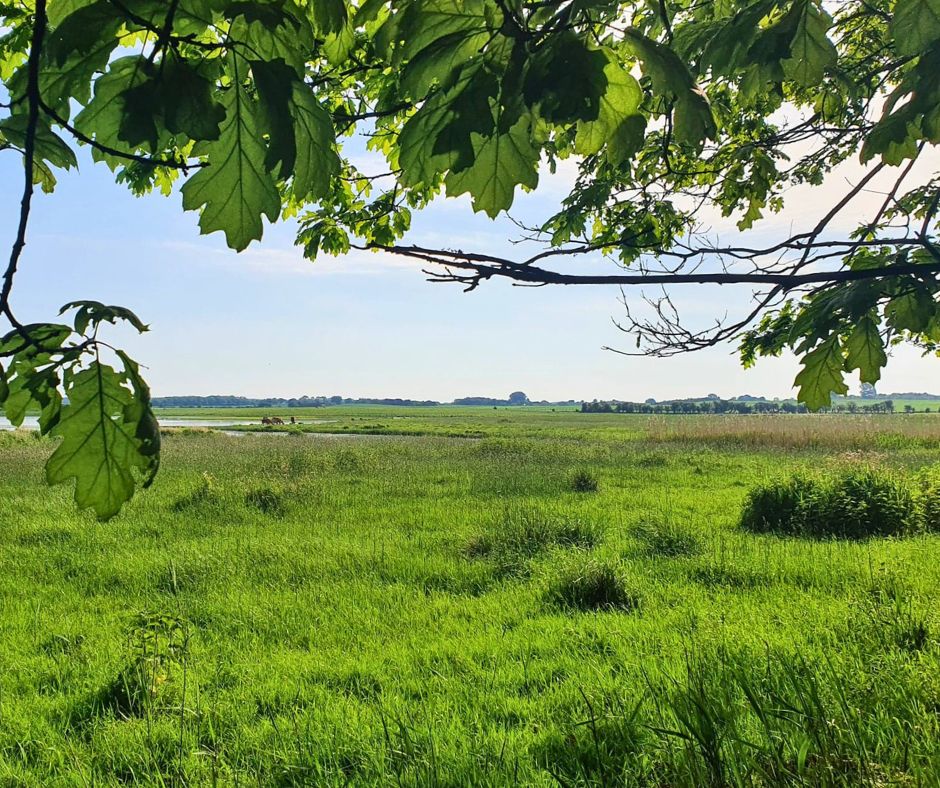 Naturpleje (Natura 2000 Projekter)