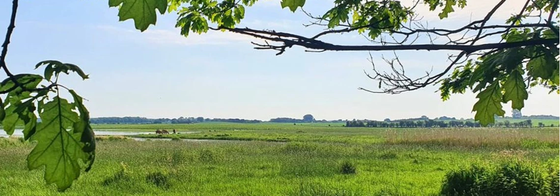 Naturpleje (Natura 2000 Projekter)