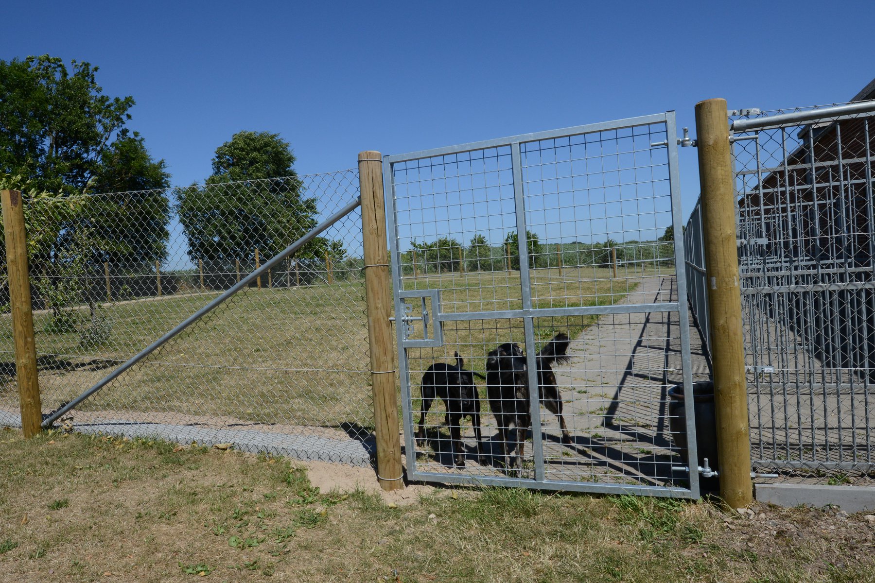 Nethegn stærk til en hundepension PIT HEGN