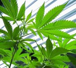 Panelhegn-og-elektrisk-sikring-til-Cannabisplantage-Fyn-(3).jpg