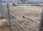 Panelhegn af stronggitter. Det flotte effektive gitterhegn. Altid gode priser hos PIT Hegn (2).jpg (1)