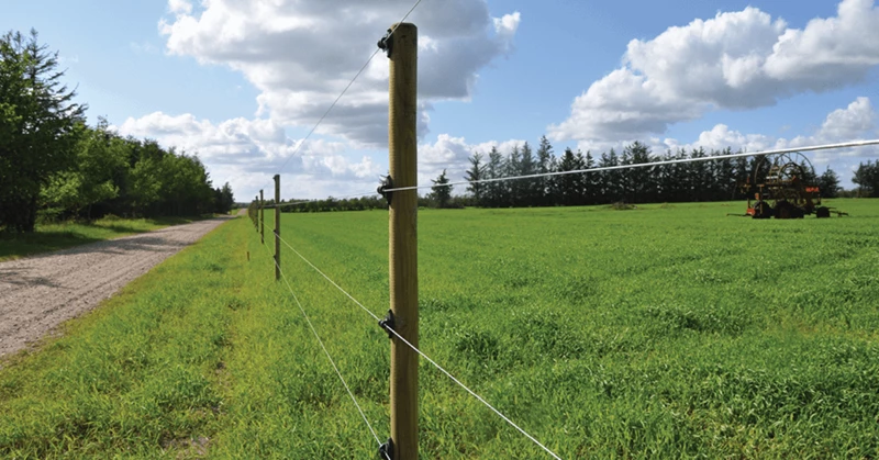 Hegnspæle i træ til elhegn, fårehegn og hestehegn.