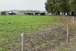 Sikkert-hestehegn---elhegn-med-2-tråde-på-trykimprægnerede-hegnspæle-og-stolper.jpg