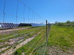 Hegn-til-solcellepark---dyrehegn-på-trykimprægnerede-hegnspæle.jpg