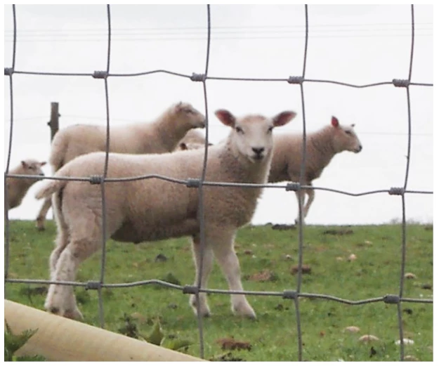 Fårehegn - super tilbud på nethegn til får og geder