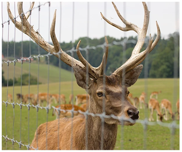 Skovhegn - tilbud på kraftigt nethegn til skov og vildt