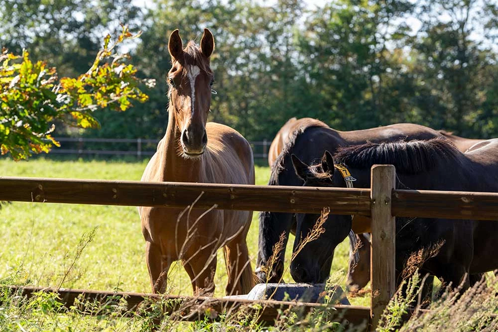 Hestehegn og ridebanehegn - flotte træhegn og sikre elhegn til fold og luftefold