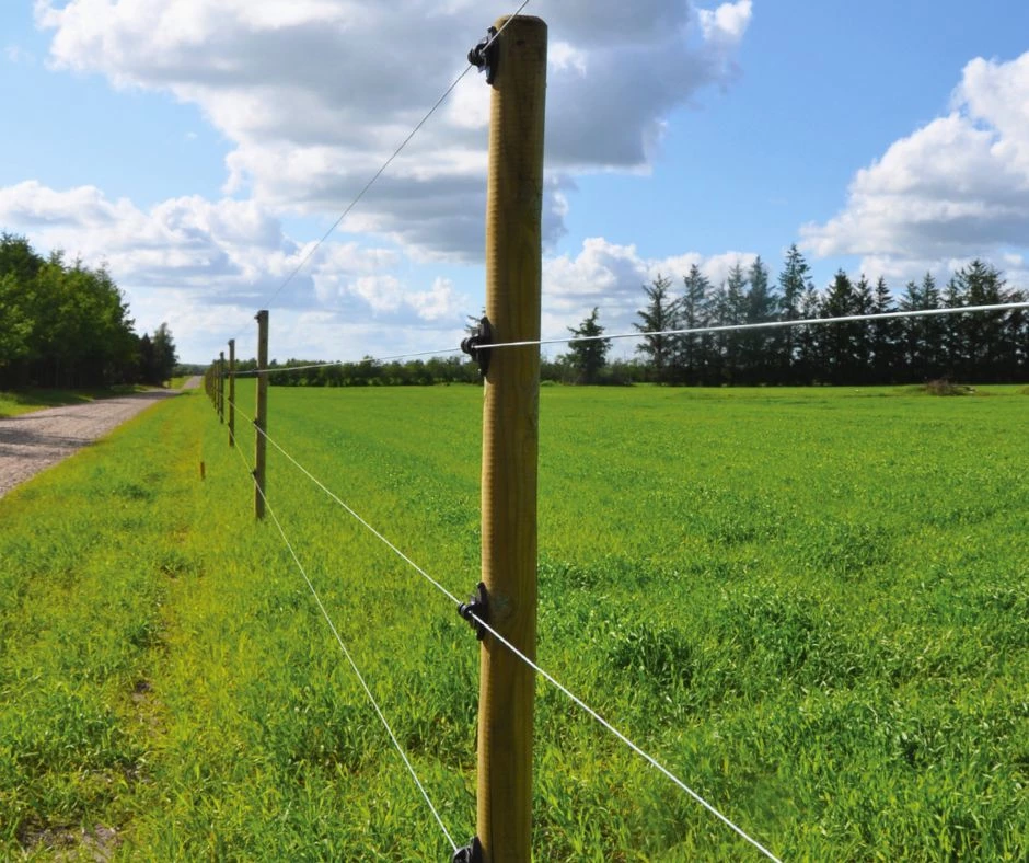 Kvæghegn - sikkert elhegn med 4 tråde til indhegning af køer