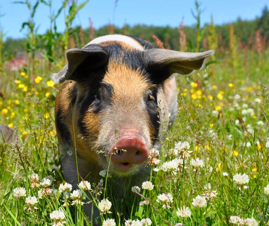 Grisehegn - indhegning af grise inden for lovkrav