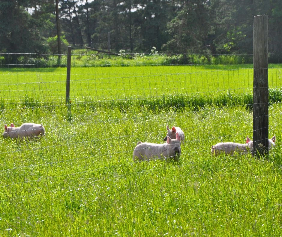 Grisehegn - sikker indhegning af grise med nethegn og elhegn