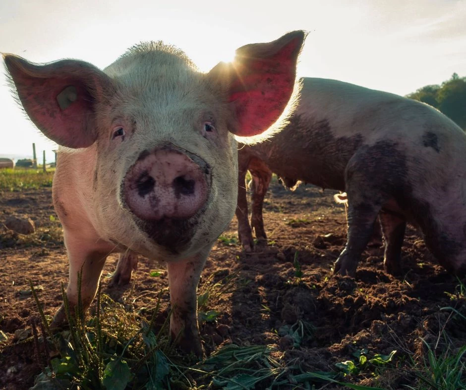 Indhegning af grise - alt i hegn og pæle til grisehegn