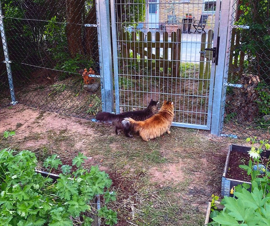 Kattehegn - sikkert hegn til katte med grønt flethegn og galvaniseret låge