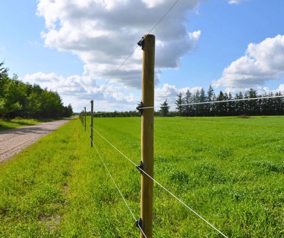 Elhegn med flere tråde - trykimprægneret pæle