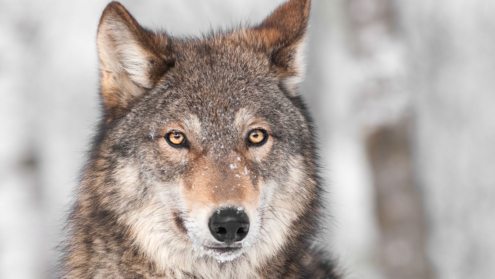 Ulvesikring - valg af hegn