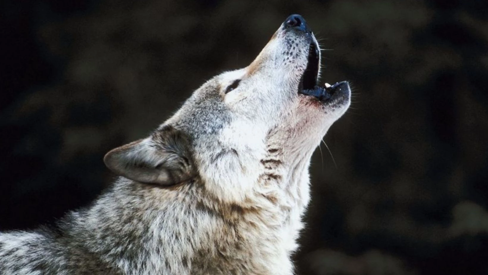 Ulvesikkert hegn - kraftigt fårehegn med ekstra stærk knude og elhegn. PIT HEGN