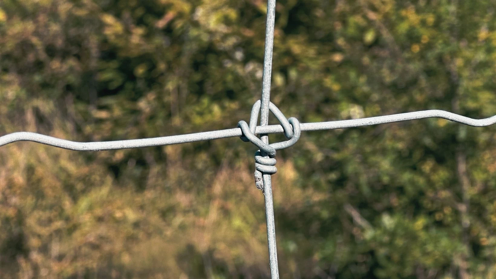 Ulvesikring - vælg den rigtige nethegnstype og elhegn til at beskytte dine mindre dyr mod ulve.