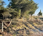 Hegnsløsninger til naturprojekter - robiniepæle fra PIT Hegn.jpg