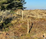 Hegnsløsninger til naturprojekter - robiniepæle og trådhegn.jpg