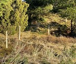 Hegnsløsninger til naturprojekter - robiniepæle..jpg